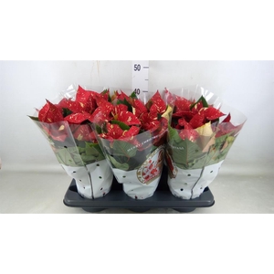 Euphorbia pulc. 'Christ Feel Glitt'