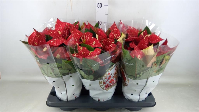 <h4>Euphorbia pulc. 'Christ Feel Glitt'</h4>