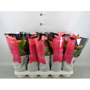 Anthurium andr. 'Sweet Dream'