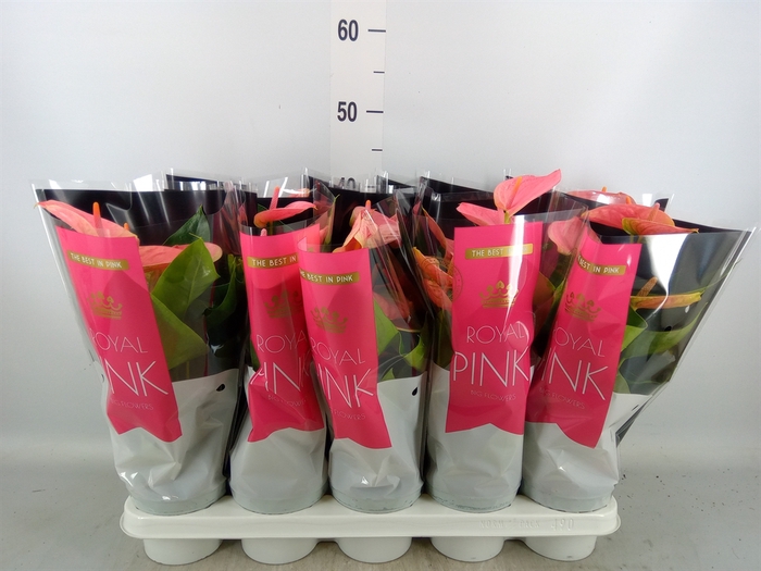 <h4>Anthurium andr. 'Sweet Dream'</h4>