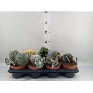 Cactus   ...mix