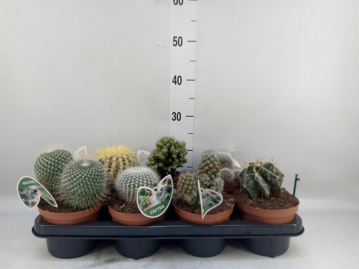 <h4>Cactus   ...mix</h4>