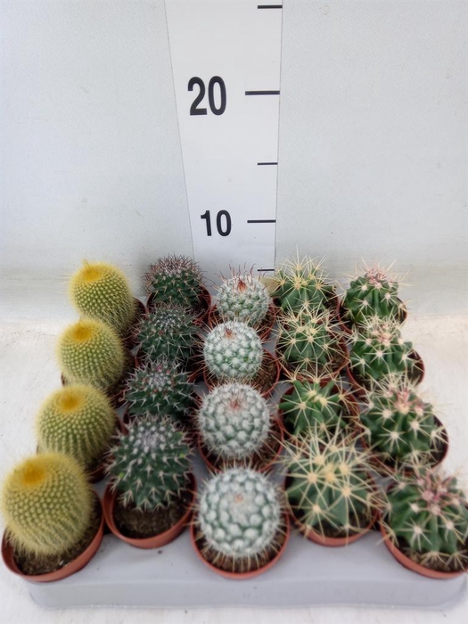 <h4>Cactus   ...mix</h4>