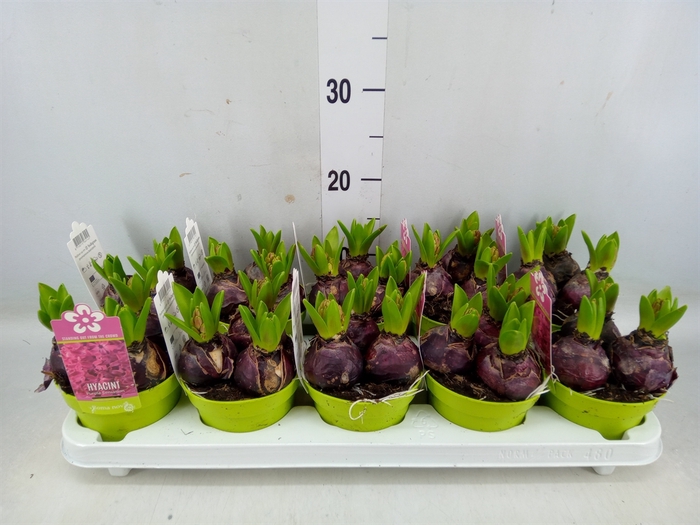 <h4>Hyacinthus orie. 'Purple Sensation'</h4>