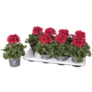 Pelargonium Pelargonium Grandifloru