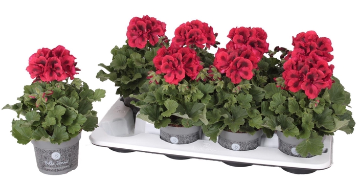 <h4>Pelargonium Pelargonium Grandifloru</h4>
