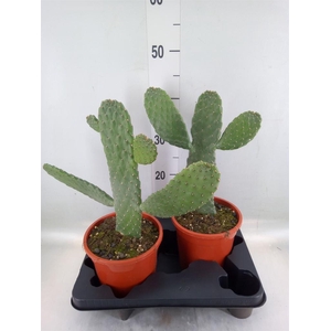 Opuntia