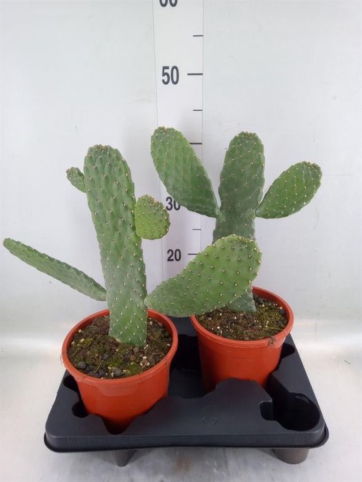 <h4>Opuntia</h4>