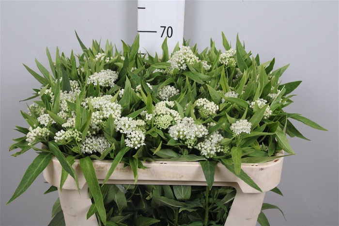 <h4>Ascl Inc White Super</h4>
