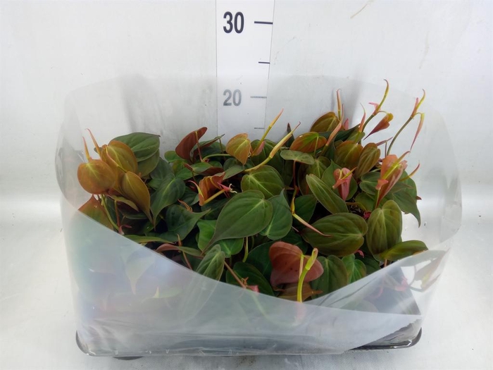 <h4>Philodendron scand.</h4>