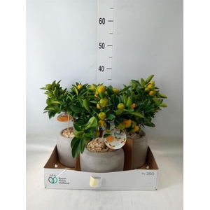 Arr.   Tuinplanten H%