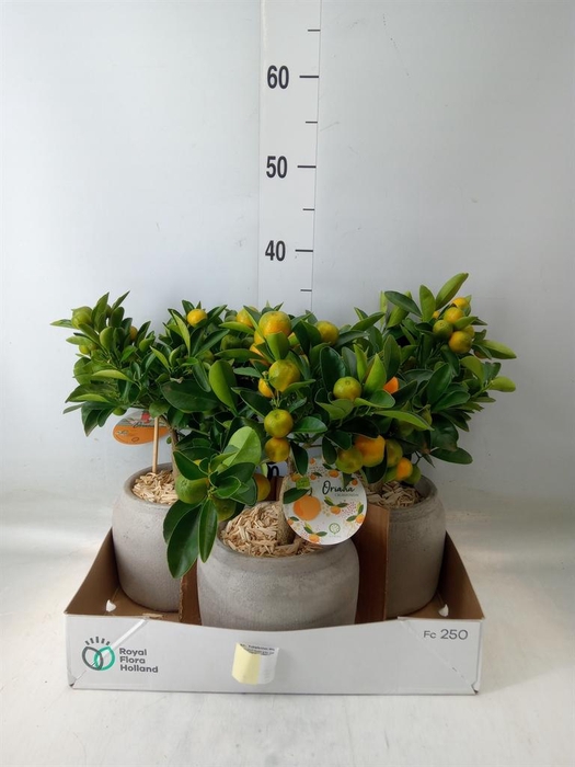 <h4>Arr. Tuinplanten H%</h4>