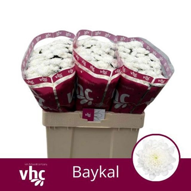 <h4>Chrys sa baykal</h4>