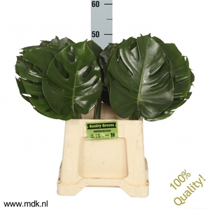 Leaf monstera