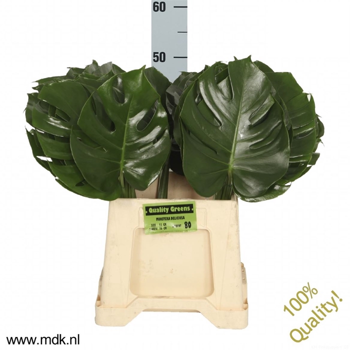<h4>Leaf monstera</h4>