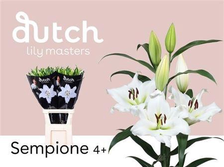 <h4>LI OT SEMPIONE 4</h4>