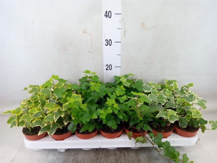 <h4>Hedera   ...mix</h4>