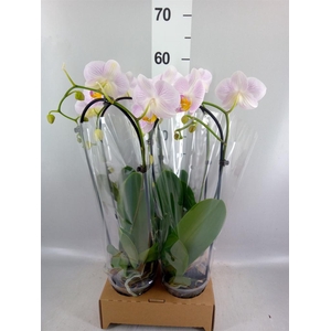 Phalaenopsis  'Elegant Cascade'