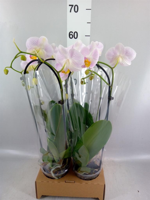 <h4>PHALAENOPSIS 'ELEGANT CASCADE' TIM</h4>