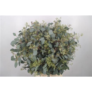 Euc Populus Berry Per Bunch 400 Gram S U P E R