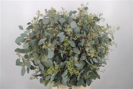 <h4>Euc Populus Berry Per Bunch 400 Gram S U P E R</h4>