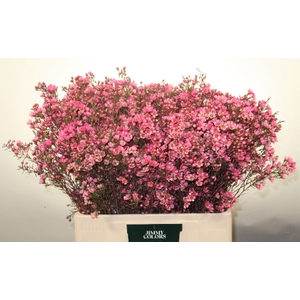 Waxflower L60 Klbh. Cerise