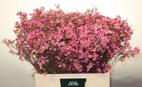 <h4>Waxflower L60 Klbh. Cerise</h4>