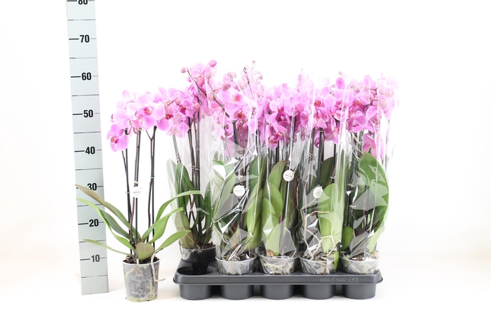 <h4>PHAL OV ROZE</h4>