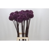 Allium Summer Drummer