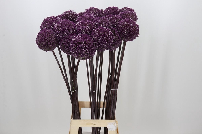<h4>Allium Summer Drummer</h4>
