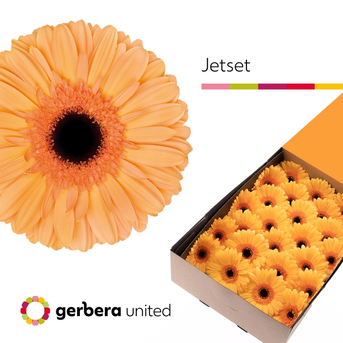 <h4>Gerbera Jetset Doos</h4>