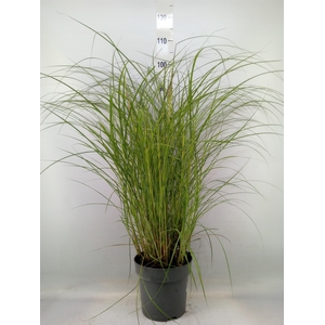 Miscanthus sin. 'Red Chief'