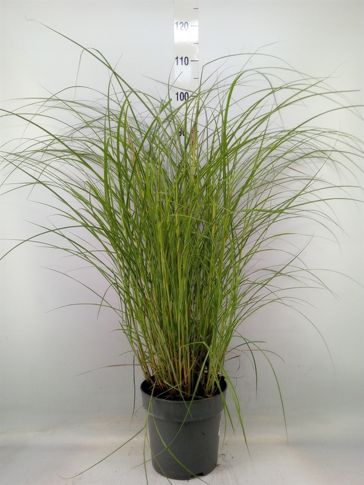 <h4>Miscanthus sin. 'Red Chief'</h4>