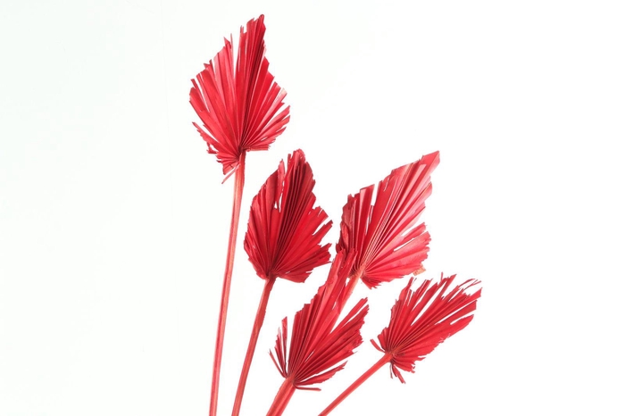 <h4>Palm Spear Red</h4>