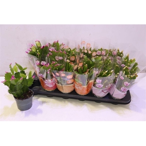 arr8 Schlumb Gem 3 Kl