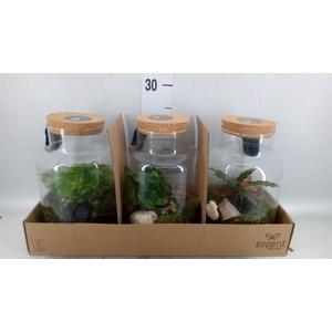 Arr.    Planten  H%