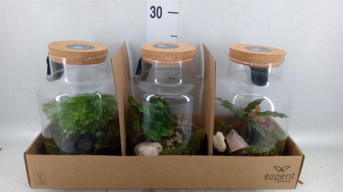 <h4>Arr.    Planten  H%</h4>