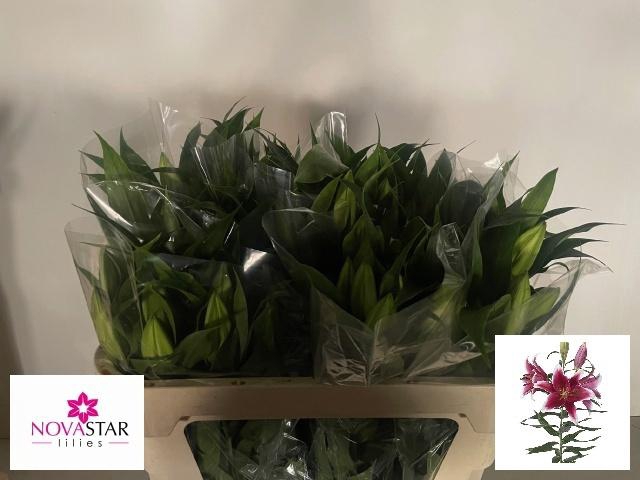 <h4>LI OR KING SOLOMON</h4>