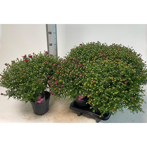 ASTER D PINK TOPAS