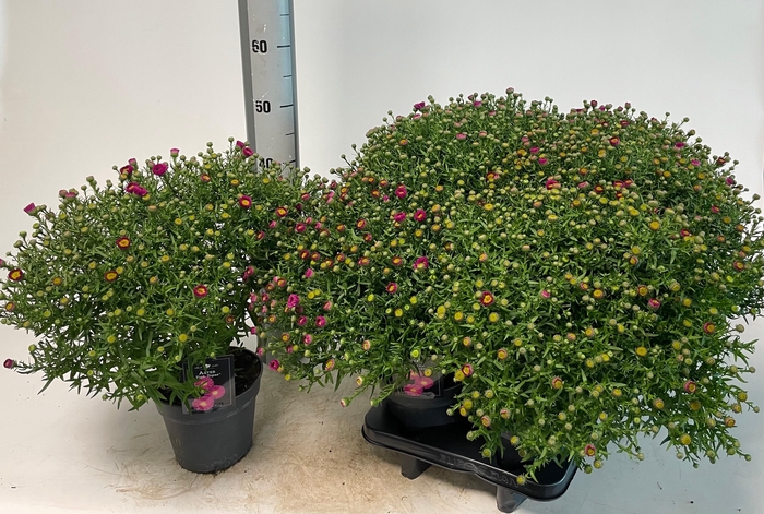 <h4>ASTER D PINK TOPAS</h4>