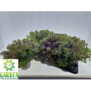 SEDUM OV