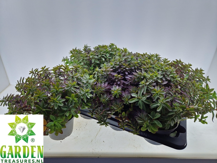 <h4>SEDUM OV</h4>