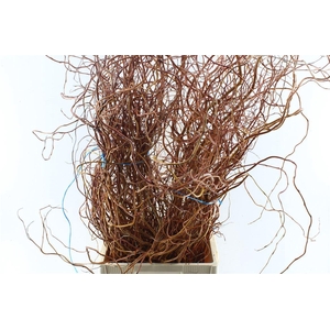 Salix Ov Bs Orange Extra