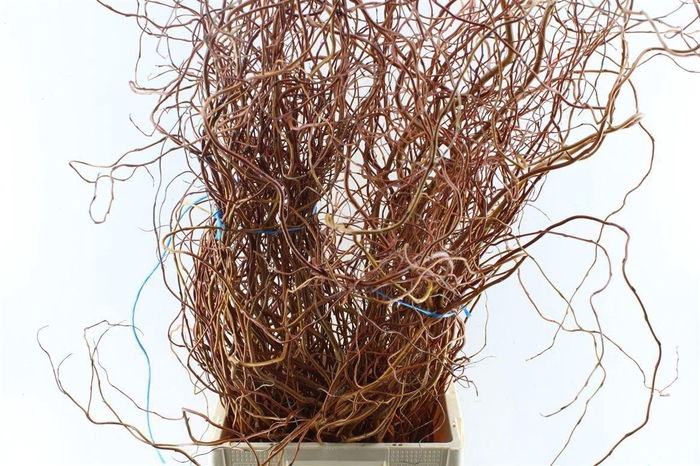 <h4>Salix Ov Bs Orange Extra</h4>