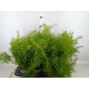 Asparagus dens. 'Sprengeri'