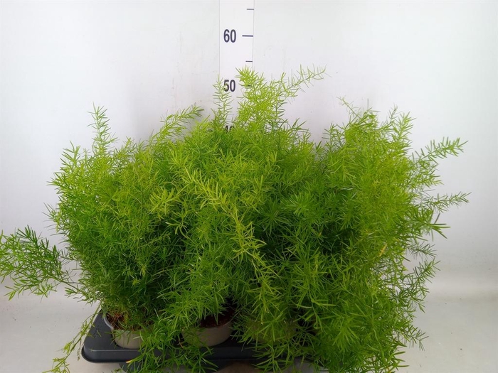 <h4>Asparagus dens. 'Sprengeri'</h4>