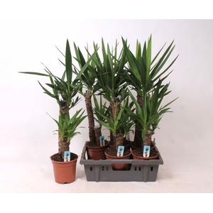YUCCA