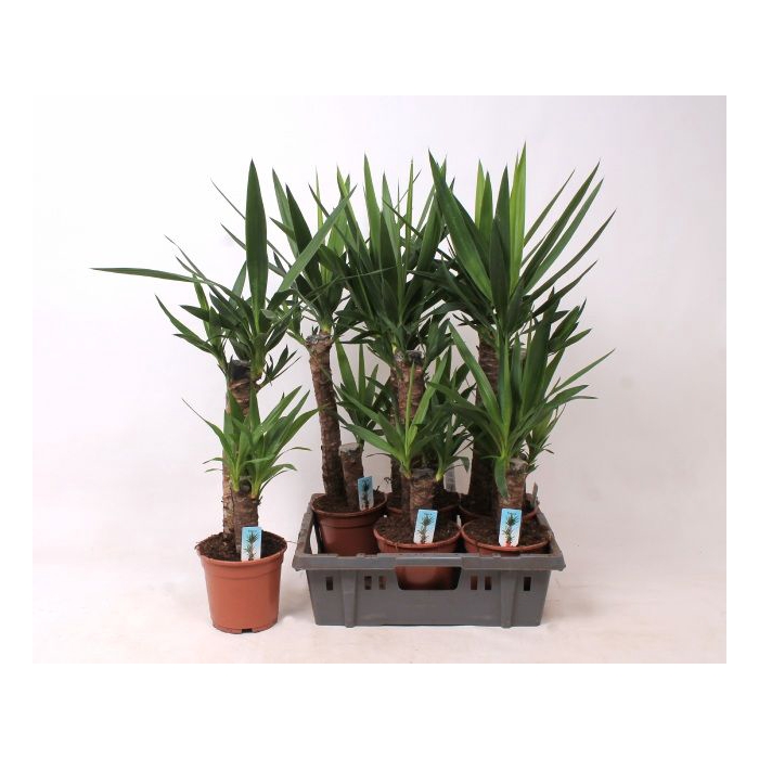 <h4>YUCCA</h4>