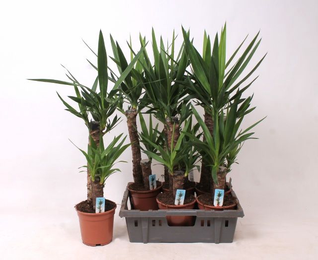 <h4>YUCCA</h4>