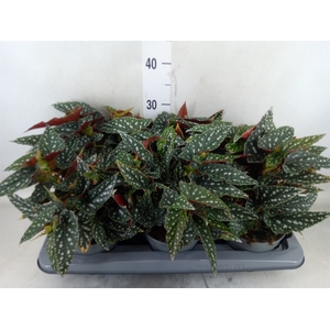 Begonia BD mac. 'Spotlight Green'